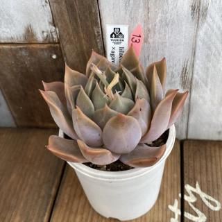 優木園 - 多肉植物 人気の多肉植物 多種類の多肉植物通販専門店 優木園 - 多肉植物 人気の多肉植物 多種類の多肉植物通販専門店