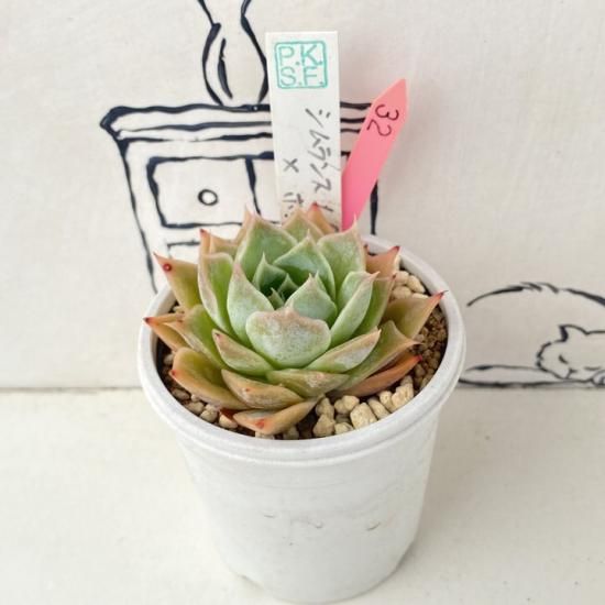 Pさん苗 シムランスLS×ホーリンゼ 現物商品 - 多肉植物 人気の
