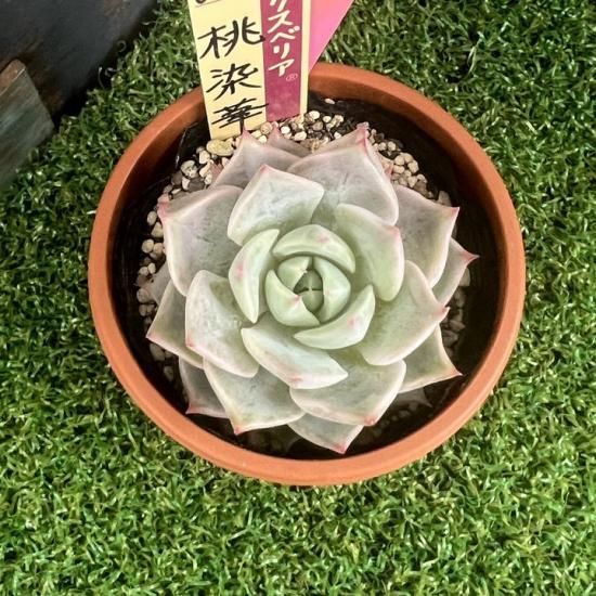 ミックスベリア　新品種　074 白染華 楽天市場】多肉植物 oriミックスベリア No.074 白染華 多肉植物 お