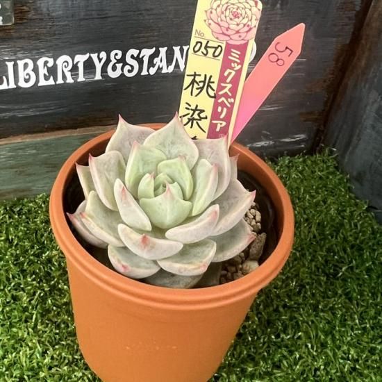 ミックスベリア 桃染華 現物商品 - 多肉植物 人気の多肉植物 多種類の