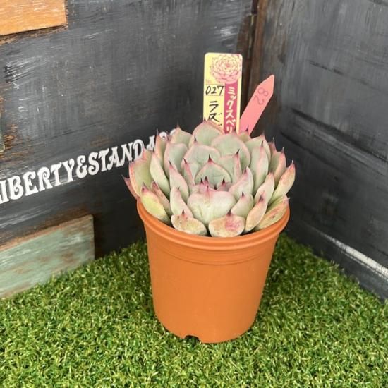 ミックスベリア ラズベリーメモリーズ 現物商品 - 多肉植物 人気