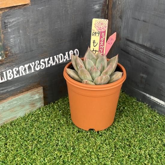多肉植物 人気の多肉植物 多種類の多肉植物通販専門店リバスタ 多肉植物 人気の多肉植物 多種類の多肉植物通販専門店リバスタ