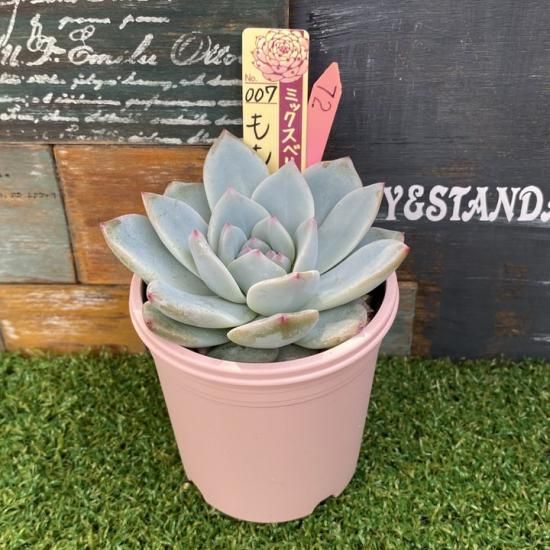 ミックスベリア ももりん 現物商品 - 多肉植物 人気の多肉植物