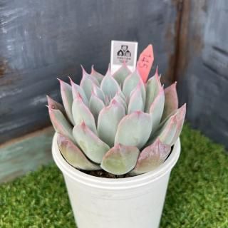 優木園 - 多肉植物 人気の多肉植物 多種類の多肉植物通販専門店