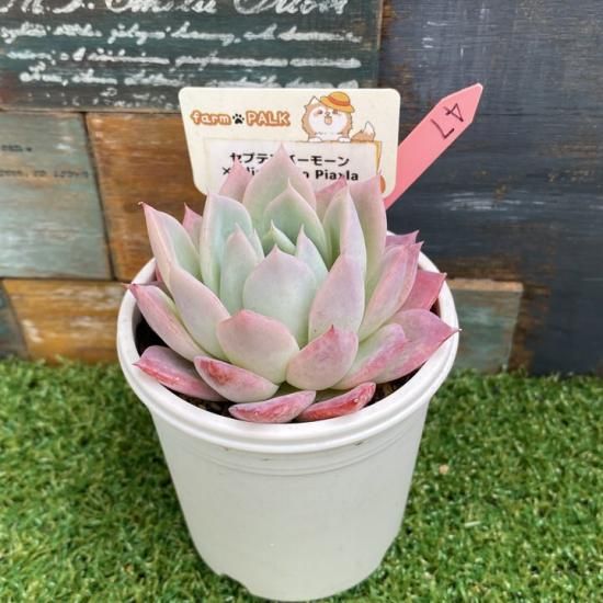 その他多肉植物 natural 445 [Grow healthy with a little ingenuity] Creating soil for