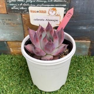  colorata Atemajacʪ