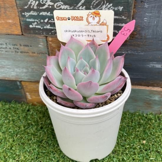 chihuahuaensis, Yecora xコロラータhyb 現物商品 - 多肉植物