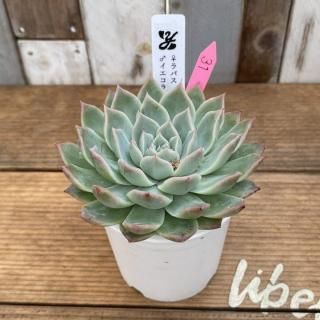 椭ġѥߥ顡ʪ