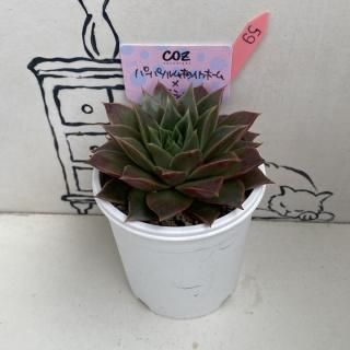 coz - 多肉植物 人気の多肉植物 多種類の多肉植物通販専門店リバスタ