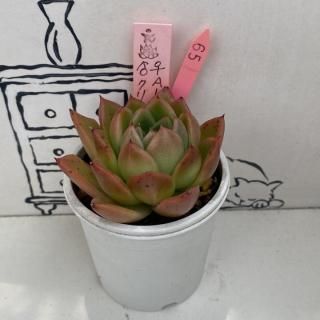 ޥġAKaRaxꥹޥʪ