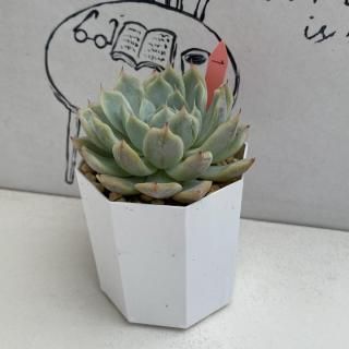 ٥ꥢġʪ