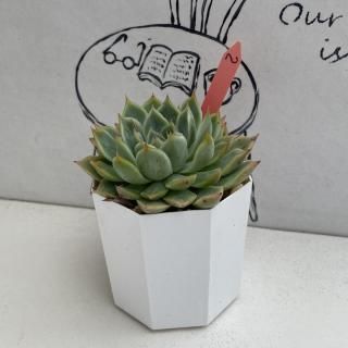 ٥ꥢġʪ