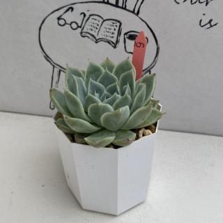 ٥ꥢġʪ