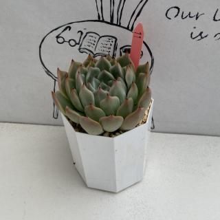 ٥ꥢġʪ