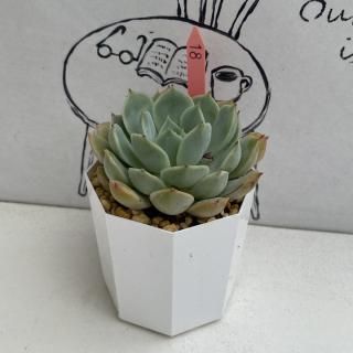 ٥ꥢġʪ
