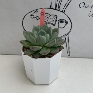 ٥ꥢġʪ