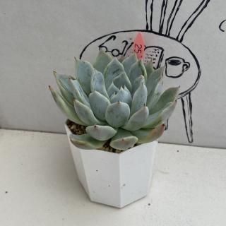 ٥ꥢġʪ