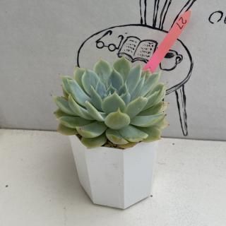 ٥ꥢġʪ