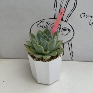 ٥ꥢġʪ