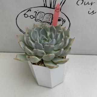 ٥ꥢġʪ