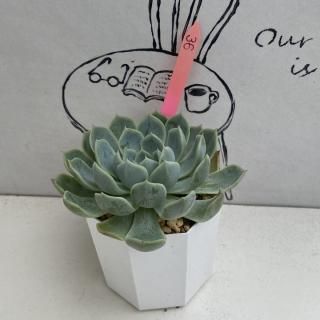 ٥ꥢġʪ