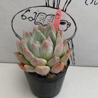٥ꥢġʪ