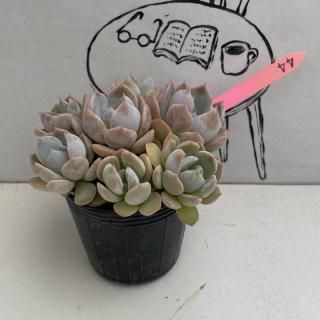 ٥ꥢġʪ