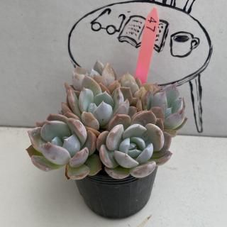 ٥ꥢġʪ