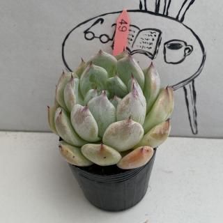 ٥ꥢġʪ