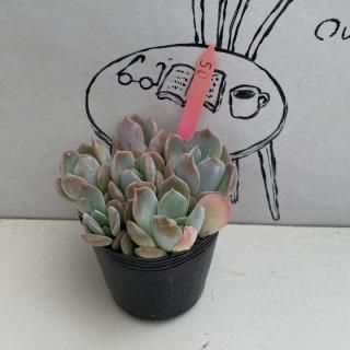 ٥ꥢġʪ