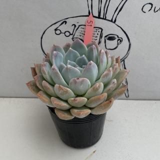 ٥ꥢġʪ