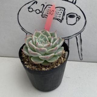 ٥ꥢġʪ