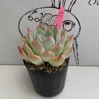 ٥ꥢġʪ