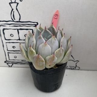 ٥ꥢġʪ