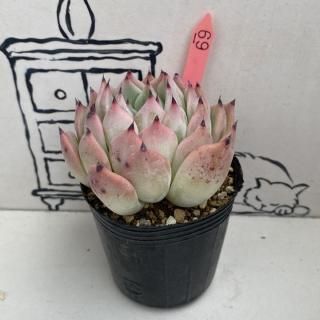 ٥ꥢġʪ