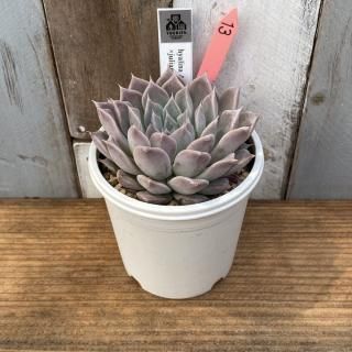 優木園 - 多肉植物 人気の多肉植物 多種類の多肉植物通販専門店リバスタ