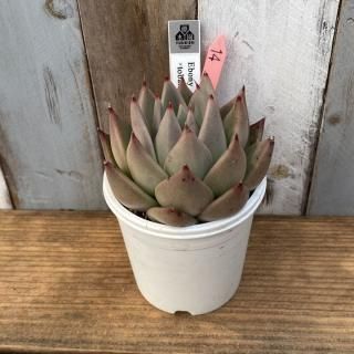 優木園 - 多肉植物 人気の多肉植物 多種類の多肉植物通販専門店リバスタ