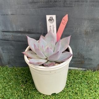 colorata 'Roof'    ʪ
