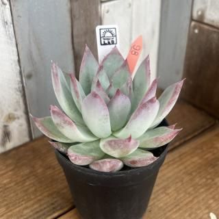 顼ʪ