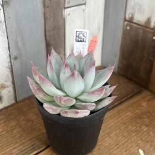 顼ʪ