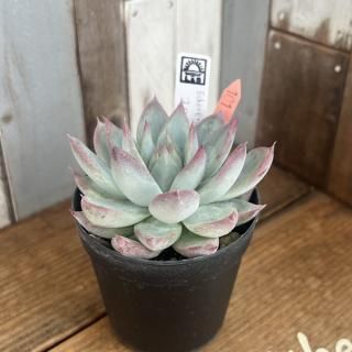 顼ʪ