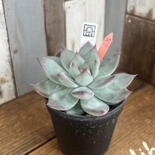 顼ʪ