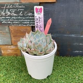 爪々カッコいい～ ルイパパ苗⭐️リンゼアナ×ジャッカル⭐️ 多肉 エケベリア 爪々カッコいい～ ルイパパ苗⭐️リンゼアナ×ジャッカル