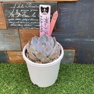 趣味家さん交配苗の多肉植物商品一覧ページ｜多肉植物通販専門店リバスタ