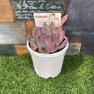 顼ƥޥϥåߥȥХ󥷥ȥХ롡ʪ