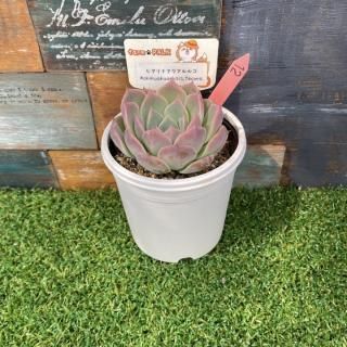 ҥʥ륳x chihuahuaensis, Yecoraʪ