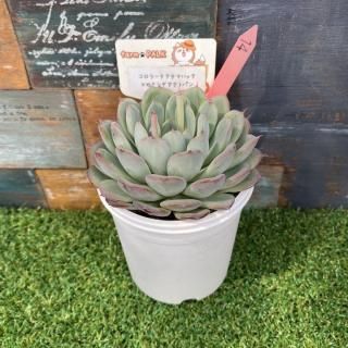 顼ƥޥϥåߥȥѥ󡡸ʪ