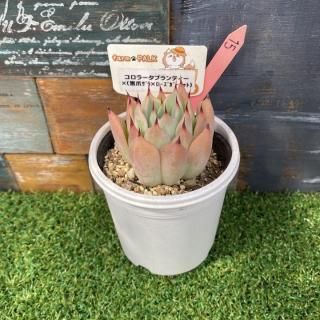 顼֥ƥߡʹޥ饴ߥͥåȡˡʪ