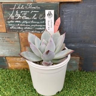 colorata 'Roof'    ʪ