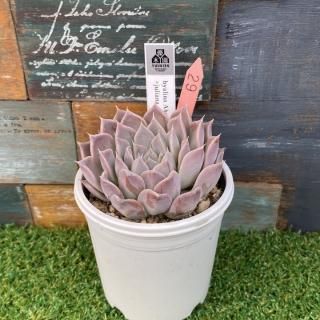 hyalina AhualulcoJulianaʪ